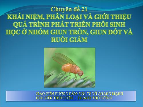 phôi giun tròn, giun đốt và ruồi giấm