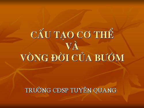 Cấu tạo cơ thể và vòng đời của bướm