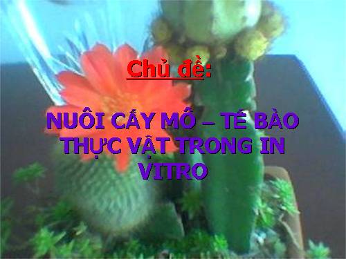 Nuôi cấy mô tế bào thực vật