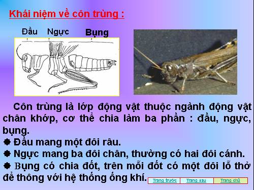 khái niệm về côn trùng và sự phát triển