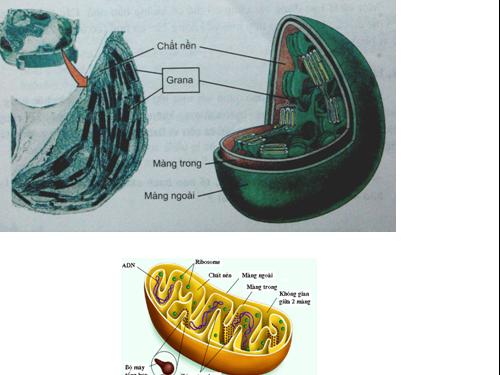 bài 10 tế bào nhân thực