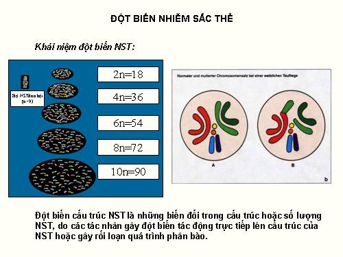 đột biến nst