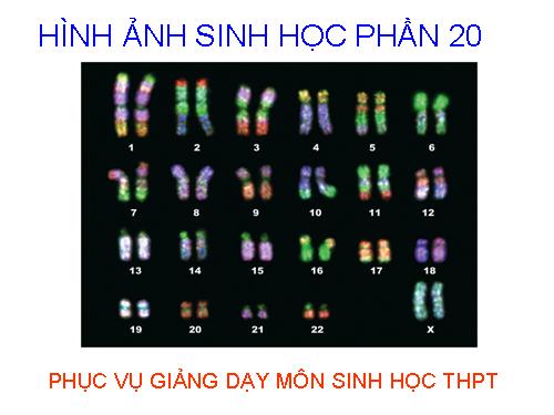 HÌNH ẢNH SINH HỌC PHẦN 20