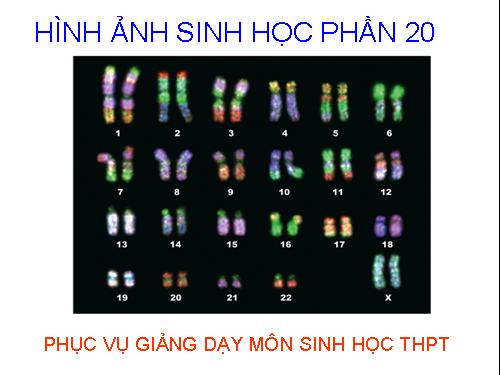 HÌNH ẢNH SINH HỌC PHẦN 20