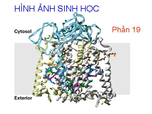 HÌNH ẢNH SINH HỌC PHẦN 19