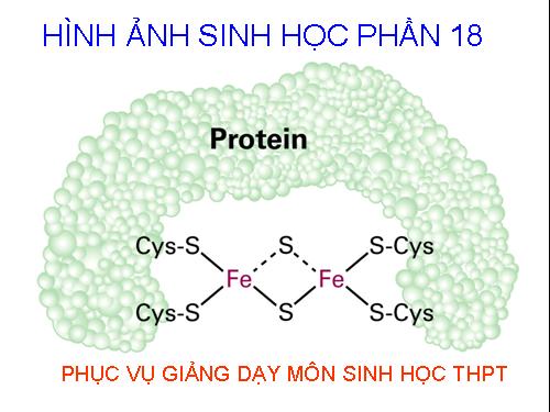 HÌNH ẢNH SINH HỌC PHẦN 18