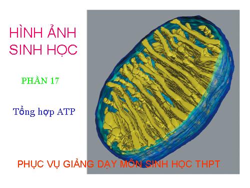 HINH ÂNH SINH HỌC PHẦN 17