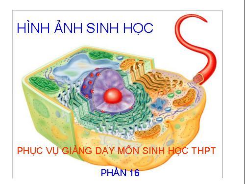 HINH ÂNH SINH HỌC PHẦN 16