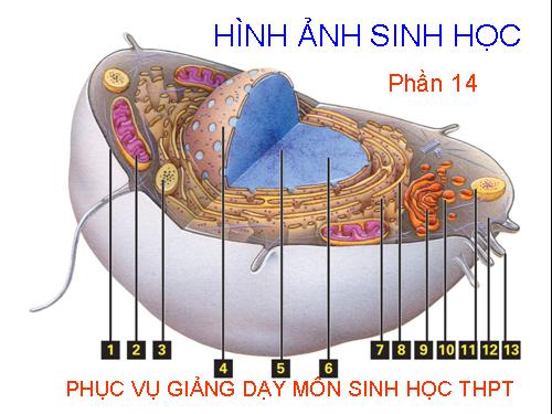 HÌNH ẨNH SINH HỌC PHẦN 14