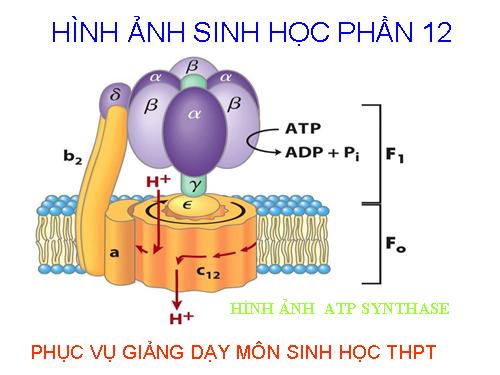 HÌNH ẢNH SINH HỌC PHẦN 12