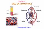 chương V. máu và tuần hoàn