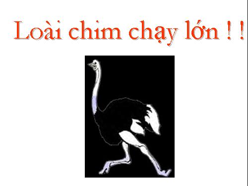 Đà điều - loài chim chạy lớn nhất thế giới