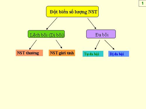 Sinh 12 bài Đột biến SL NST