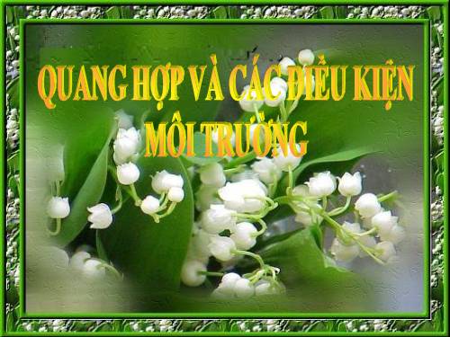 Điều kiện MT và Quang Hợp