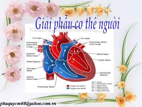 giải phẫu cơ thể người