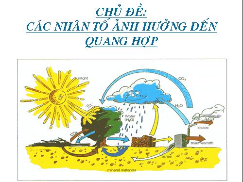 Các nhân tố ảnh hưởng đến quang hợp