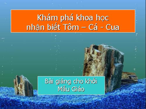 Khám phá khoa học: Tôm-Cá-Cua (bài giảng Mẫu Giáo)