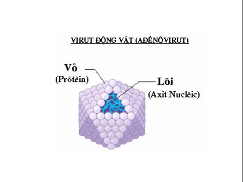 CẤU TẠO VI RÚT(BÀI CỰC HAY)