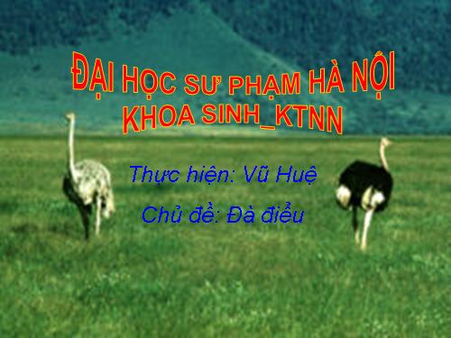 đà điểu