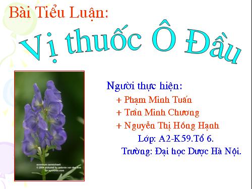 Vị thuốc Ô Đầu-Phụ tử