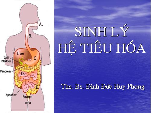 sinh lý hệ tiêu hóa