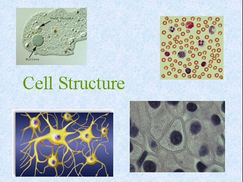 Cell Structure