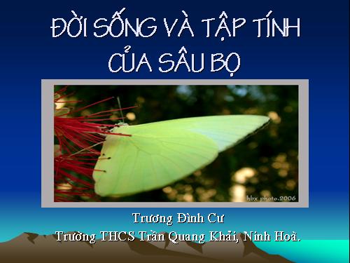 Đời sống và tập tính của sau bọ