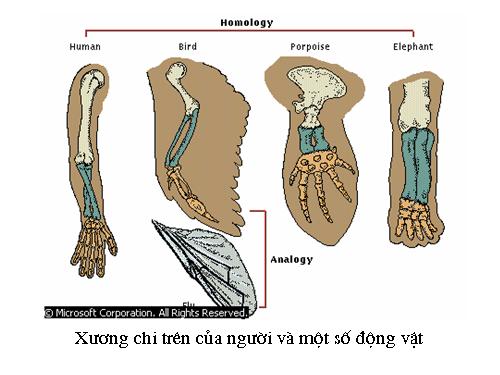 Nguồn gốc loài người