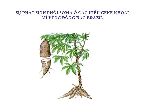 Sinh Phôi Thể Hệ