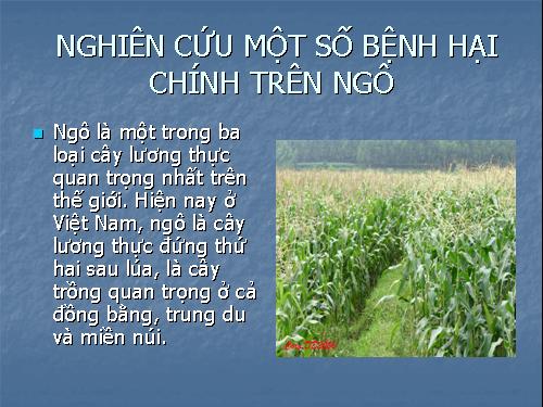 Bài 1: Bệnh hại ngô