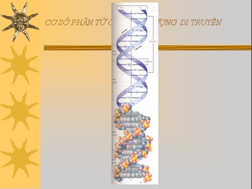 Cơ sở phân tử của hiện tượng di truyền