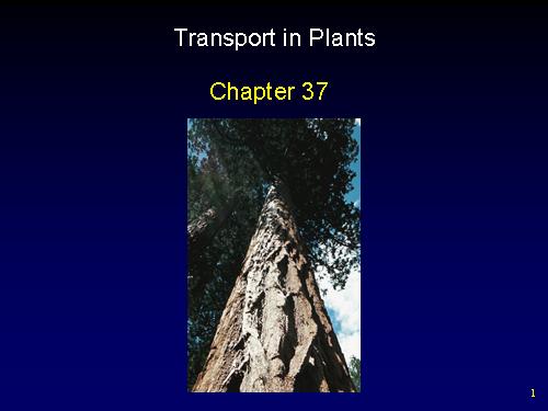 Plant-Transport
