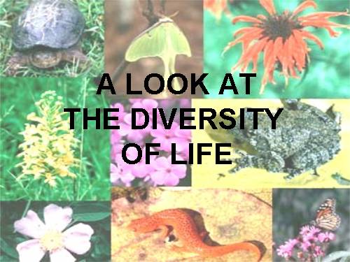 THE DIVERSITY OF LIFE