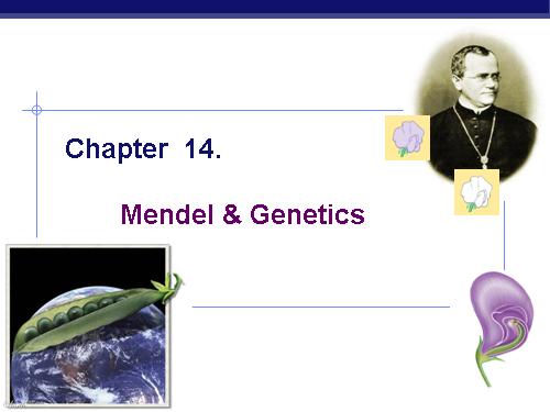 Mendel & Genetics
