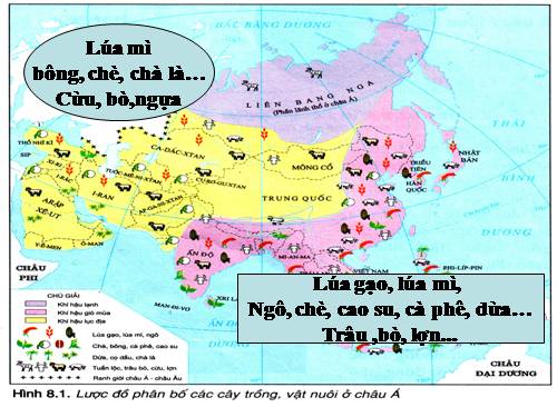 Bài 8. Tình hình phát triển kinh tế - xã hội ở các nước châu Á