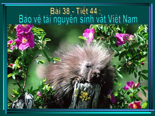 Bài 38. Bảo vệ tài nguyên sinh vật Việt Nam