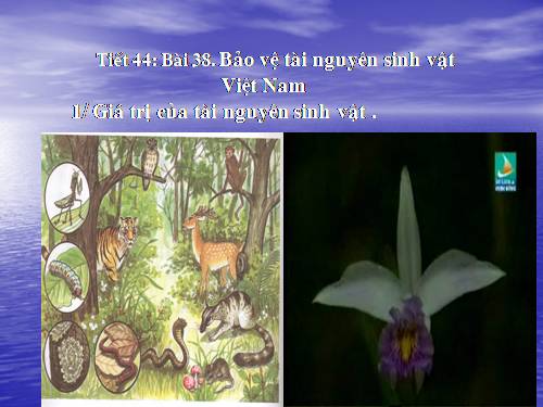 Bài 38. Bảo vệ tài nguyên sinh vật Việt Nam