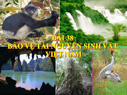 Bài 38. Bảo vệ tài nguyên sinh vật Việt Nam