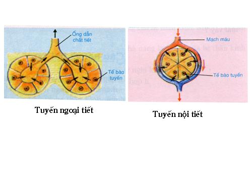 GA thi GVG tinh nam 2009-2010