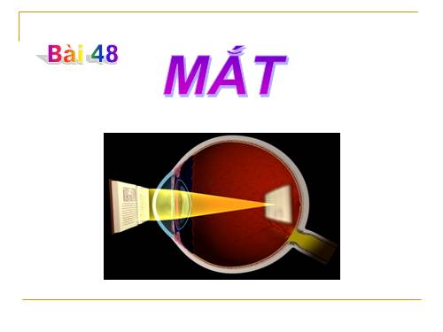 Bài 48. Mắt