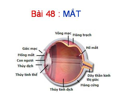 Bài 48. Mắt