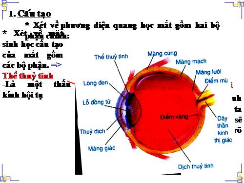 Bài 48. Mắt