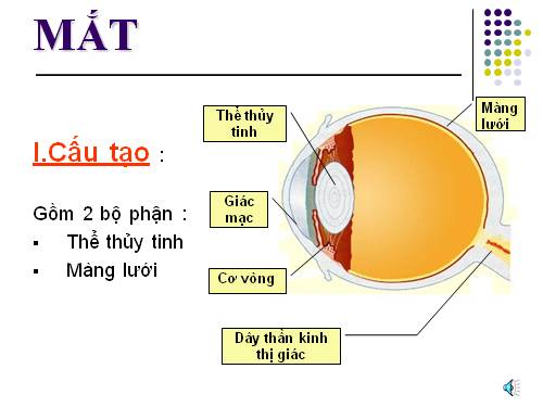 Bài 48. Mắt