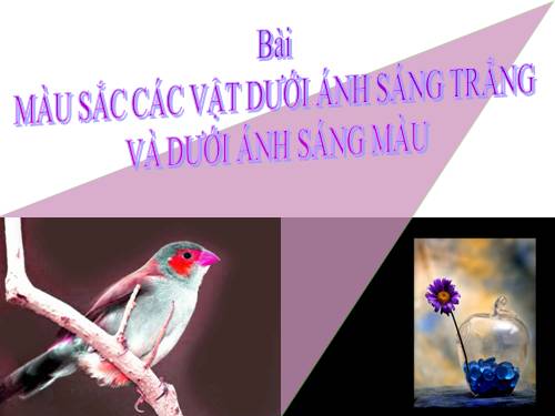 Bài 55. Màu sắc các vật dưới ánh sáng trắng và dưới ánh sáng màu