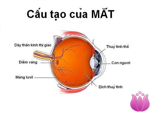 Bài 48. Mắt