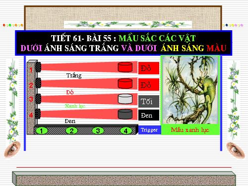 Bài 55. Màu sắc các vật dưới ánh sáng trắng và dưới ánh sáng màu