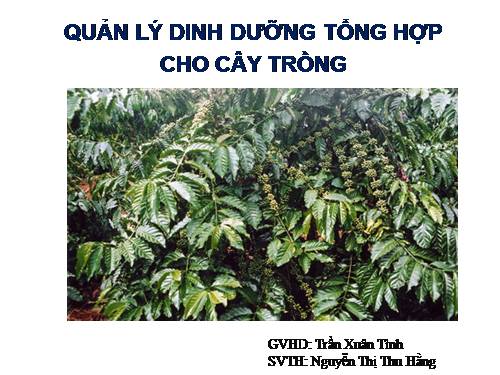 dd vay trồng