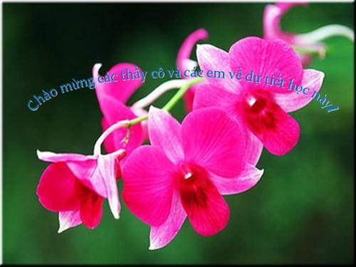 Bài giảng thi giáo viên giỏi tỉnh