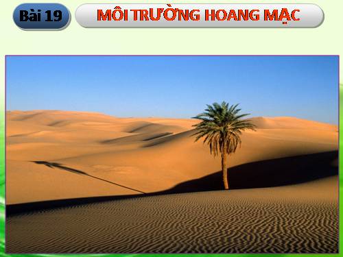 Bài 19. Môi trường hoang mạc