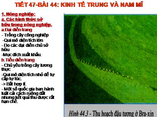 Bài 44. Kinh tế Trung và Nam Mĩ